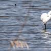 Aigrette garzette