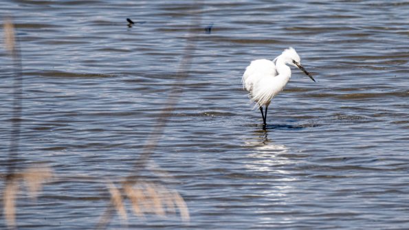 Aigrette garzette