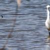 Aigrette garzette