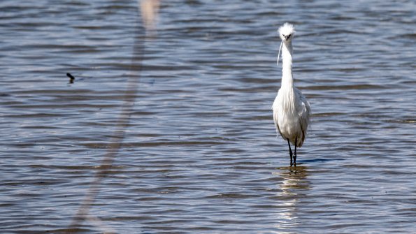 Aigrette garzette