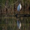 Aigrette garzette