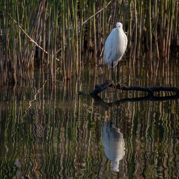 Aigrette garzette