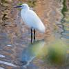 Aigrette garzette