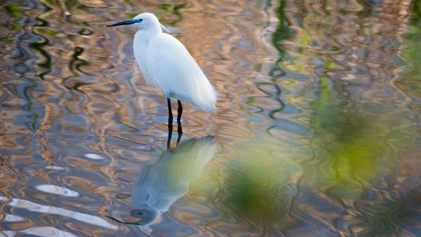 Aigrette garzette