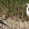 Aigrette garzette