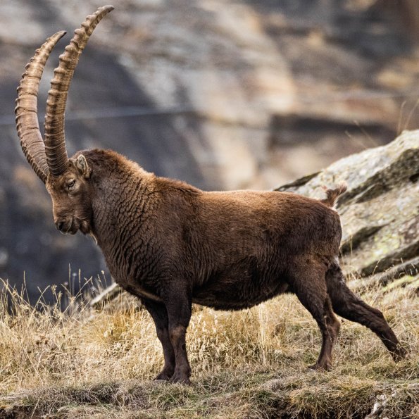 Bouquetin