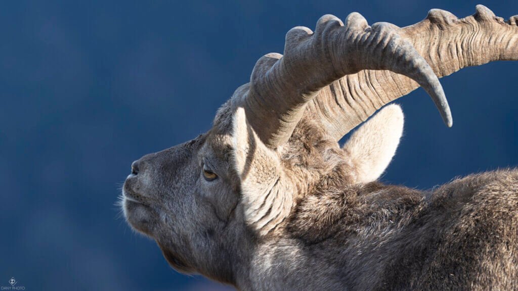 Photo de bouquetin, période du rut, à la recherche d'une femelle. Naseaux au vent