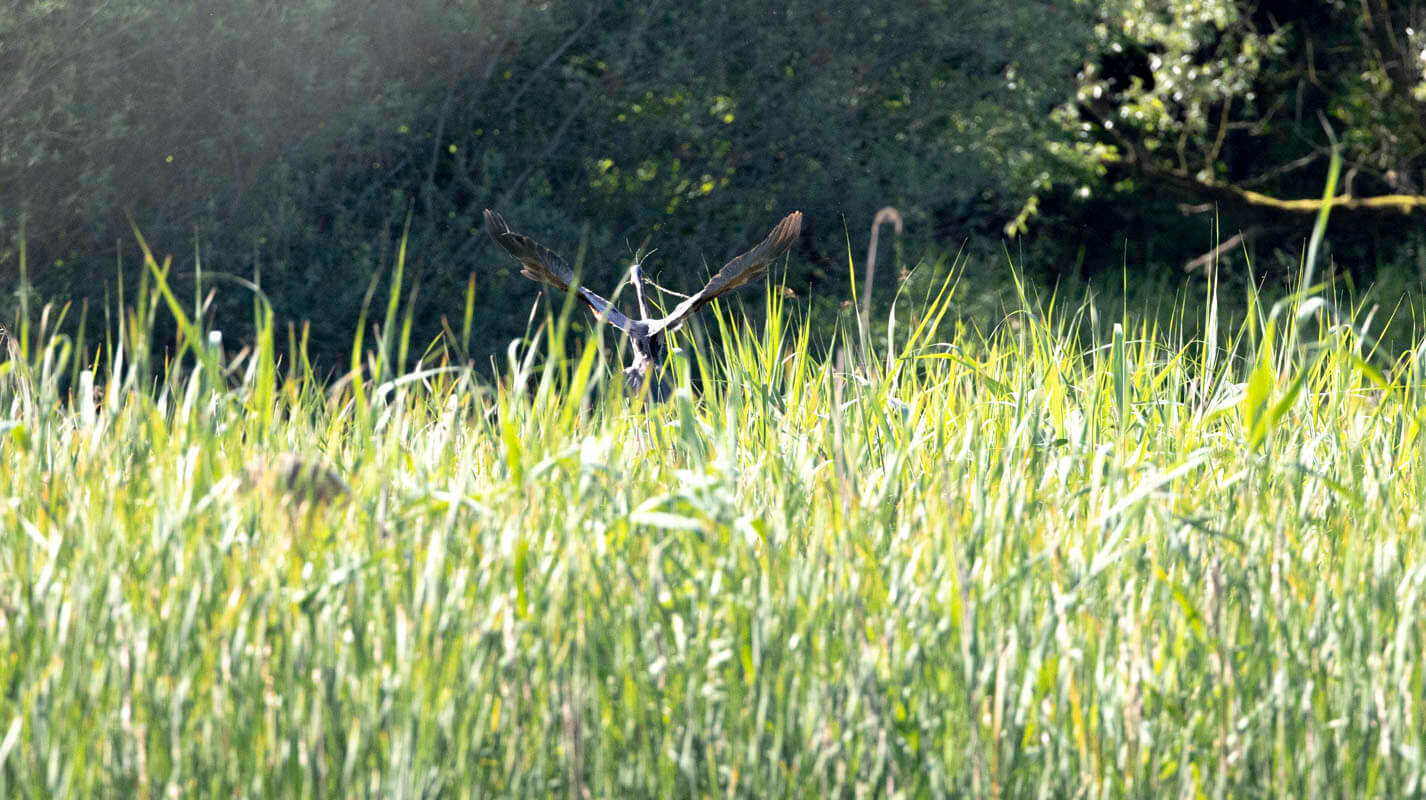 Cherchez les grandes étendues de roseaux (phragmites) autour des lacs, des étangs de pêche et des marais.