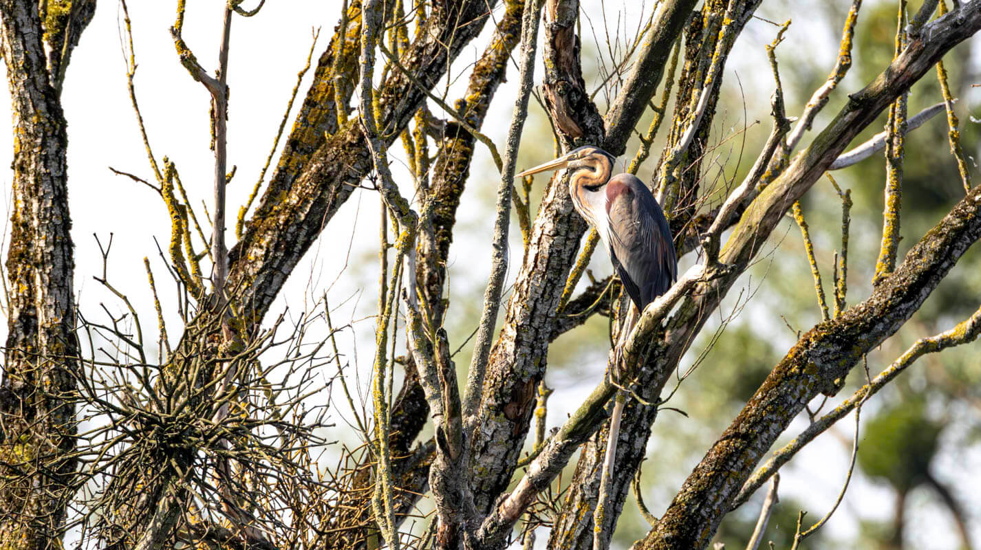 Héron pourpré en pleine construction de son nid, au milieu des roseaux dans une zone humide
